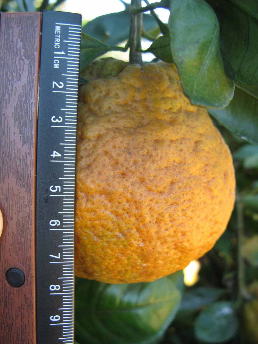              Fruit (Winter Haven, FL)       